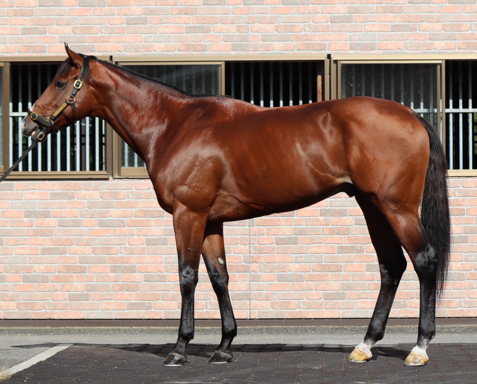 タマエスポワール　　牡５歳　　※地方競馬　在籍_main1