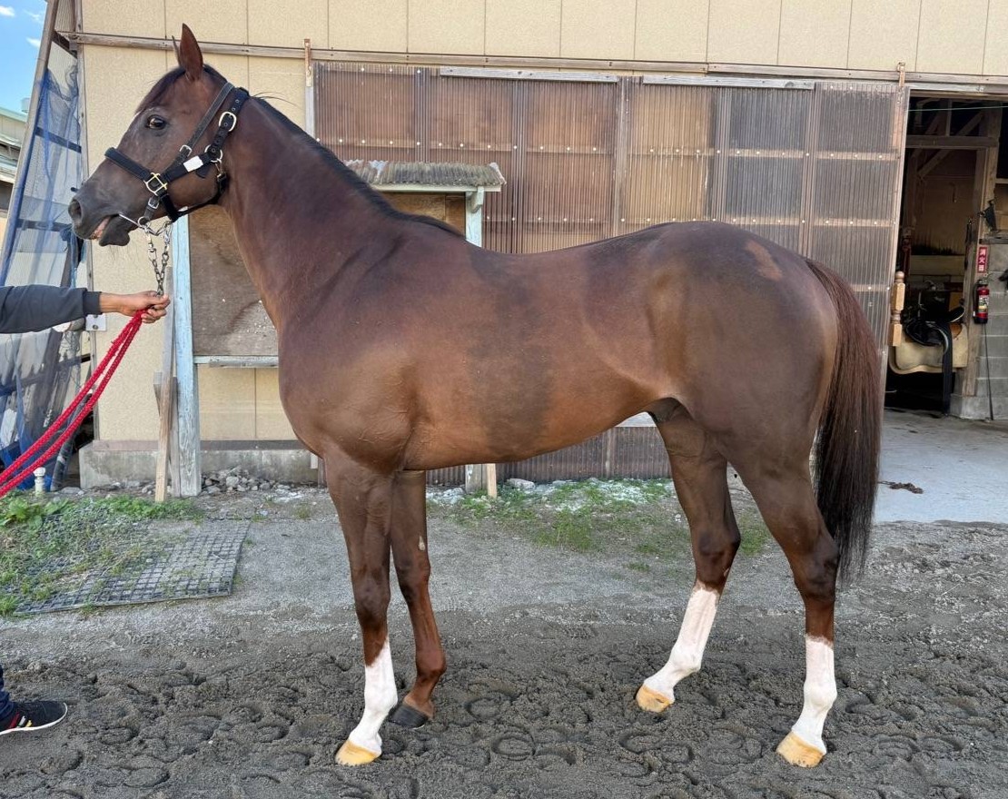 ポッドジャスパー　　牡５歳　　※地方競馬　在籍_main1