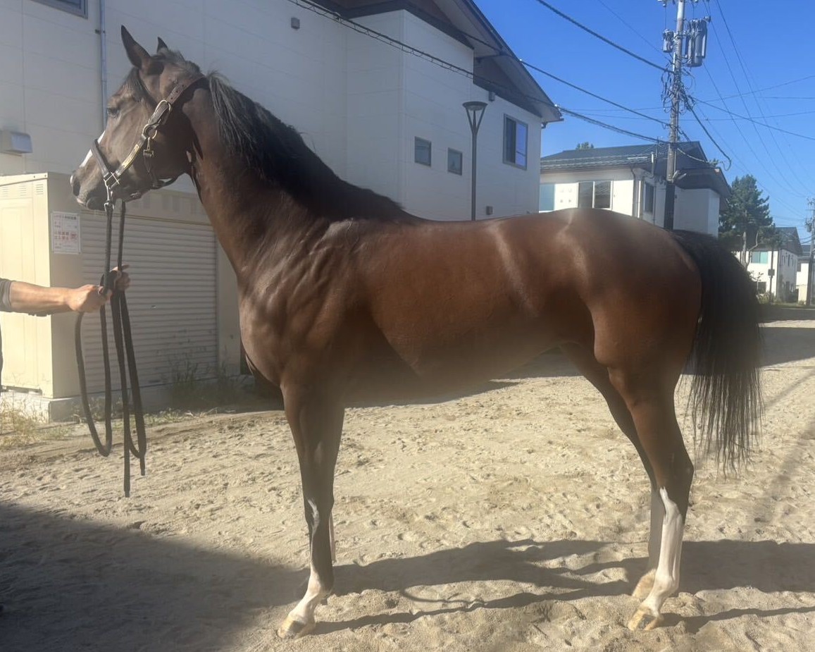 ファイントパーズ　　牝５歳　　※地方競馬　在籍_main1