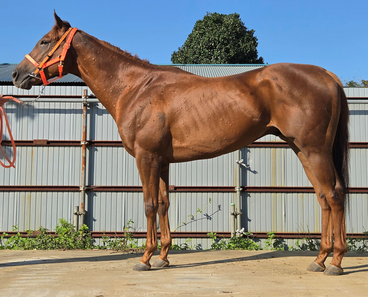 ラッキーラグーン　　牡３歳　　※中央競馬　登録抹消_main1