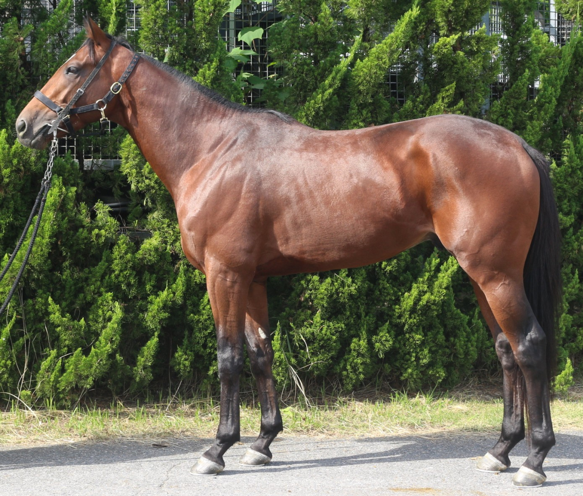 スラッシュ　　牡３歳　　※中央競馬　登録抹消_main1