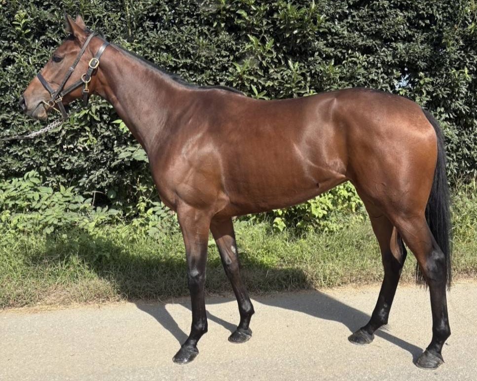 ミヤフィデース　　牝２歳　　※地方競馬　在籍_main1