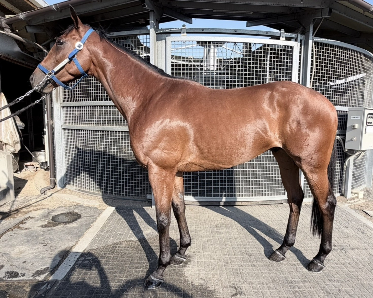 カイキアス　　セン３歳　　※地方競馬　在籍_main1