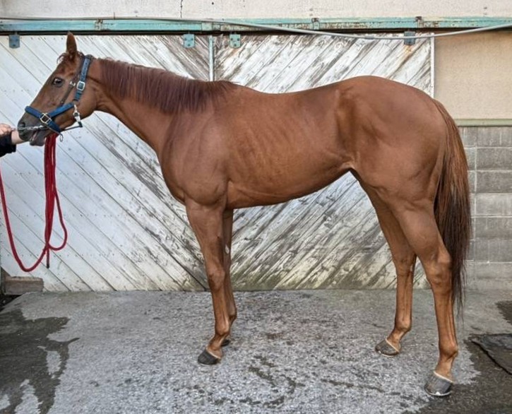 パトリシア　　牝３歳　　※地方競馬　在籍_main1