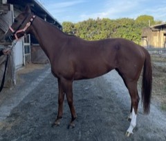 ラブミーテキーラ　　牝５歳　　※地方競馬　在籍_main1