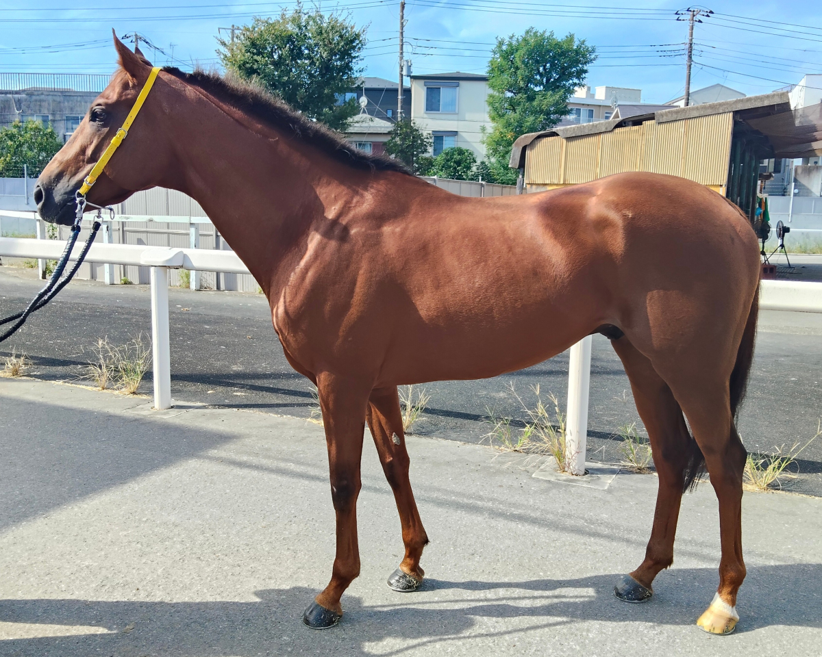 ケイツーユーロ　　牡６歳　　※地方競馬　在籍_main1