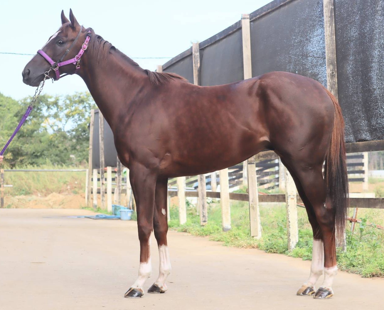 ブレイヴアーサー　　牡２歳　　※中央競馬　登録抹消_main1