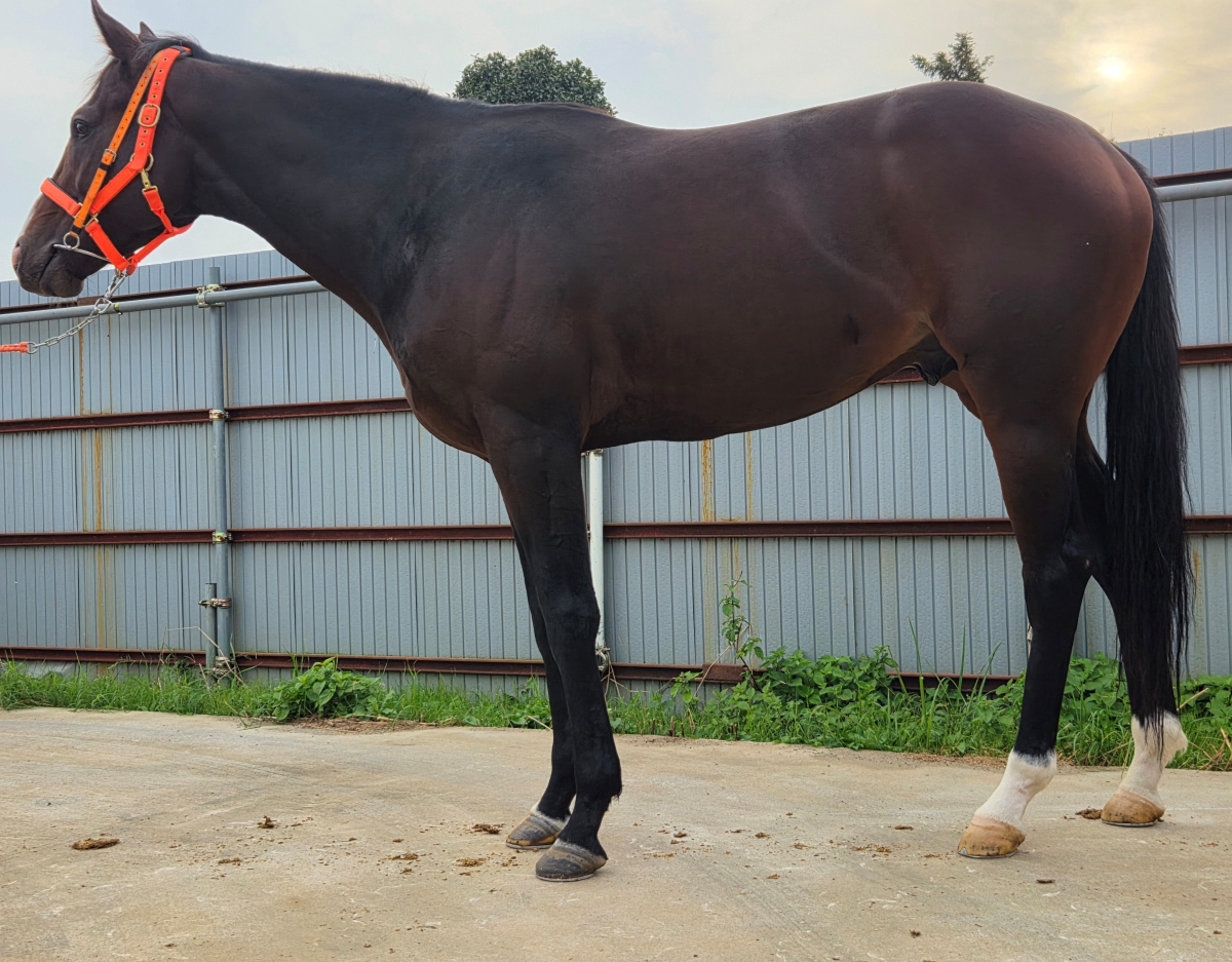 ラッキースウィッチ　　牡３歳　　※中央競馬　登録抹消_main1