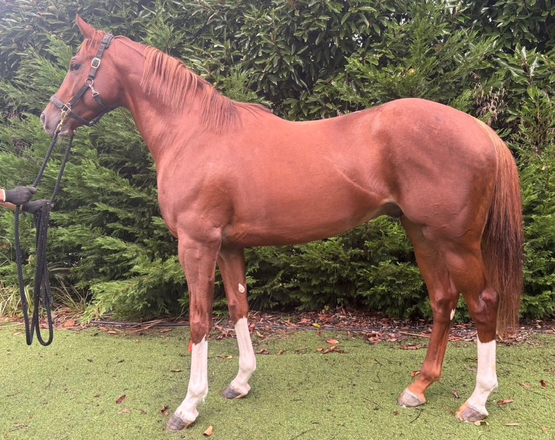 エナジーガンツ　　牡４歳　　※中央競馬　登録抹消_main1