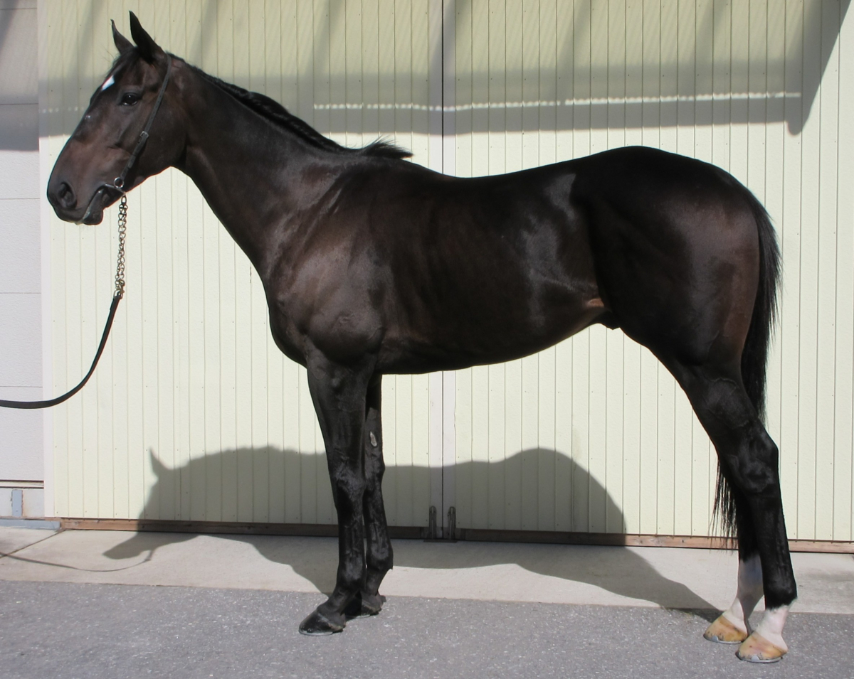 タンゴバイラリン　　セン５歳　　※中央競馬　登録抹消_main1