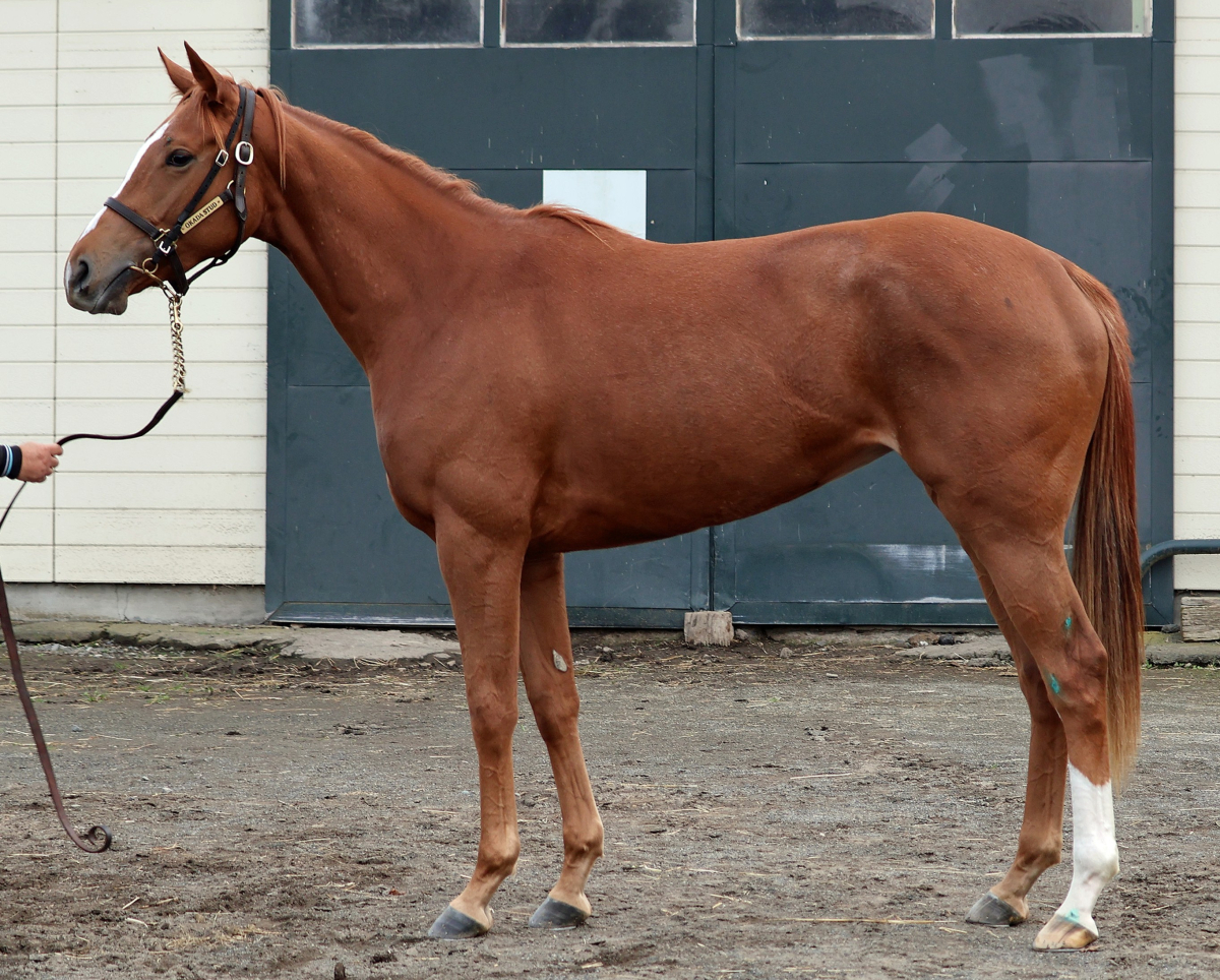 フトウフクツ　　牝２歳　　※地方競馬　在籍_main1