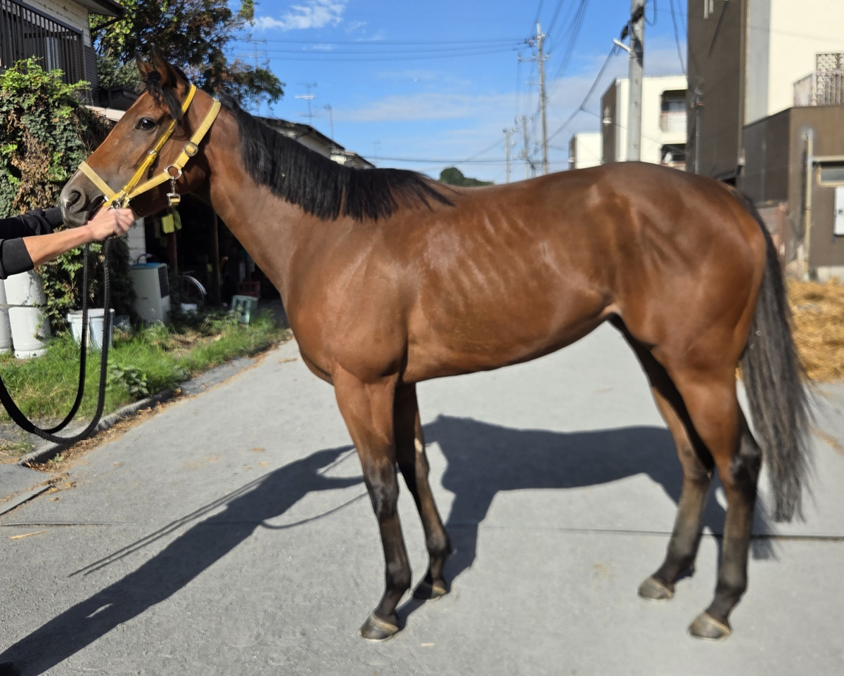タイトルコール　　牝４歳　　※地方競馬　在籍_main1