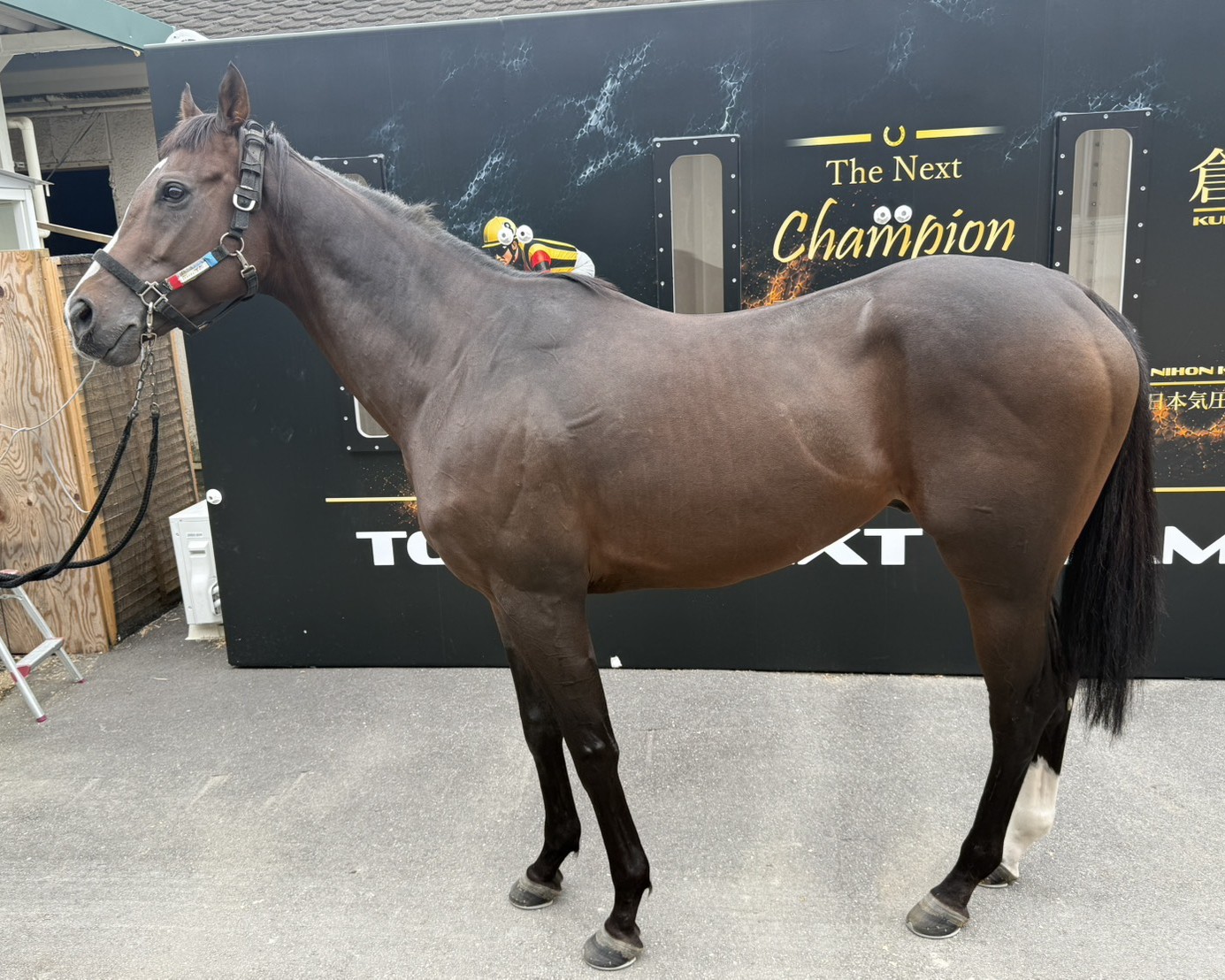 ファストフィール　　牡５歳　　※地方競馬　在籍_main1
