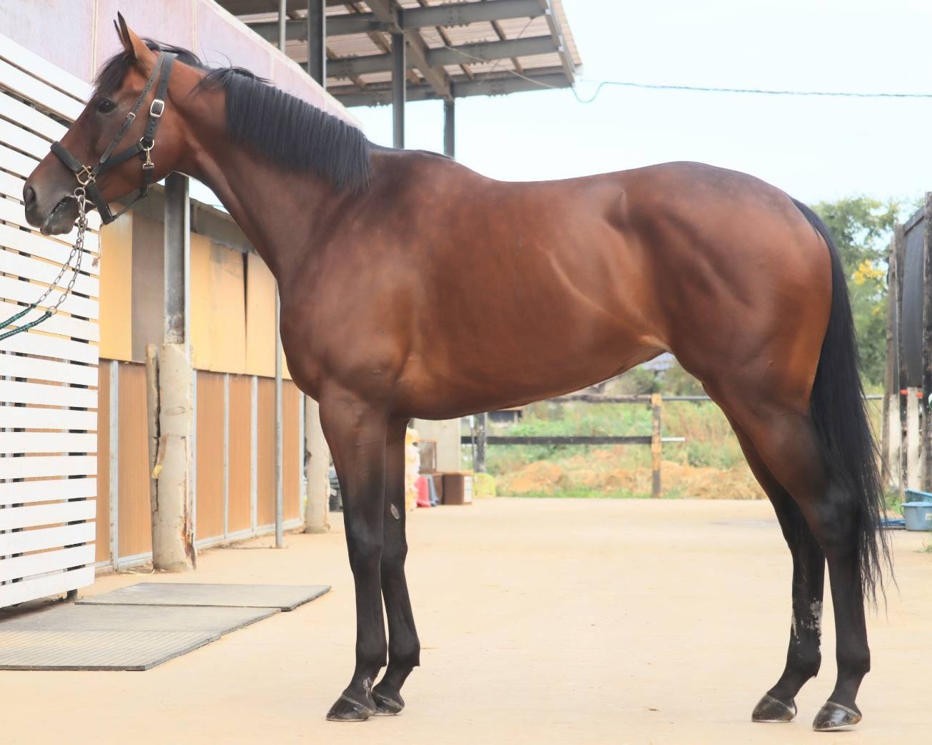 ティアード　　牝５歳　　※地方競馬　在籍_main1