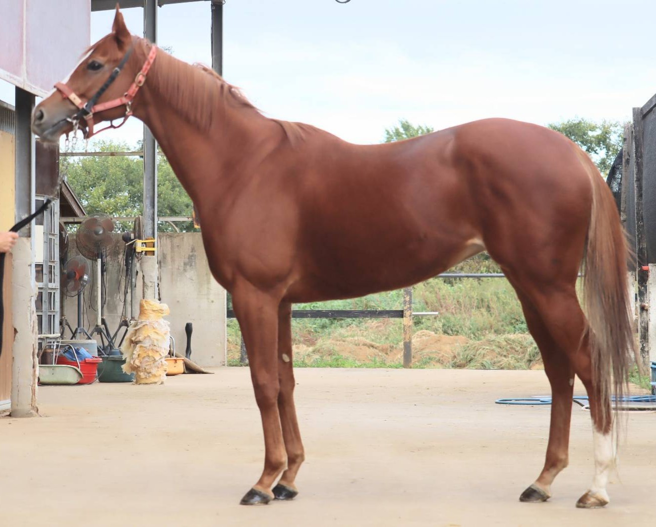 デリッサ　　牝６歳　　※地方競馬　在籍_main1