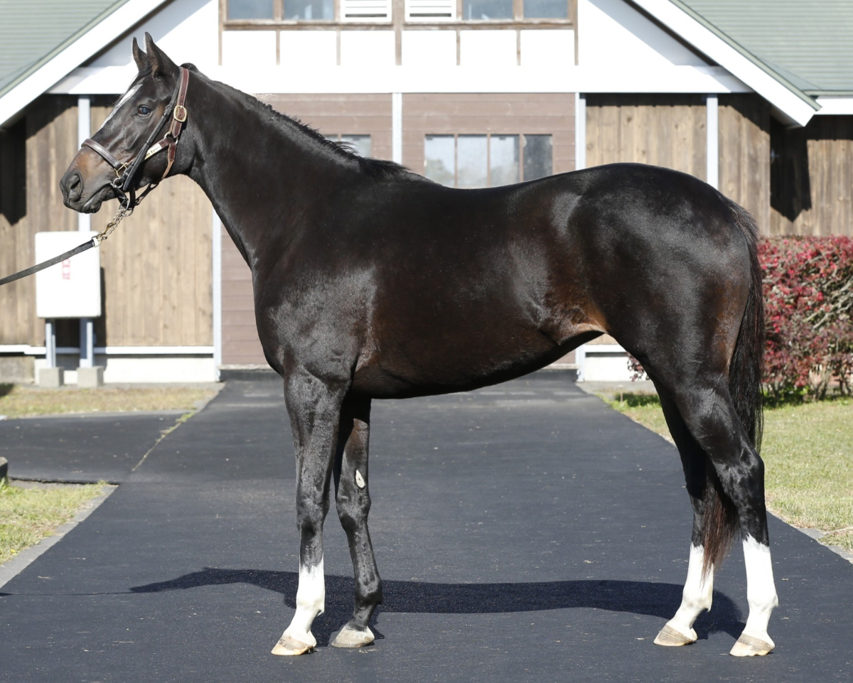 プリマミー　　牝２歳　　※繁殖牝馬（空胎）_main1