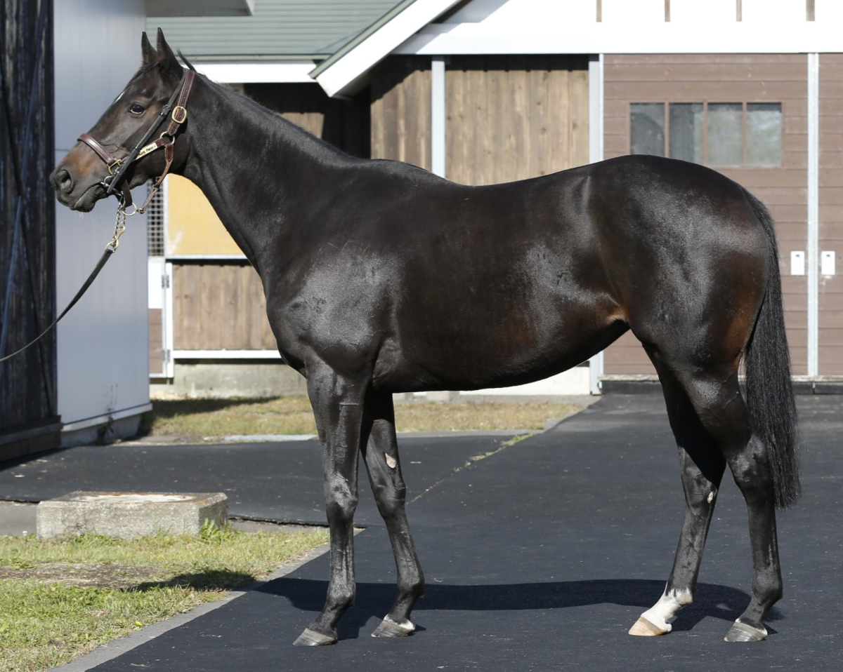 グラディオール　　牝３歳　　※繁殖牝馬（空胎）_main1
