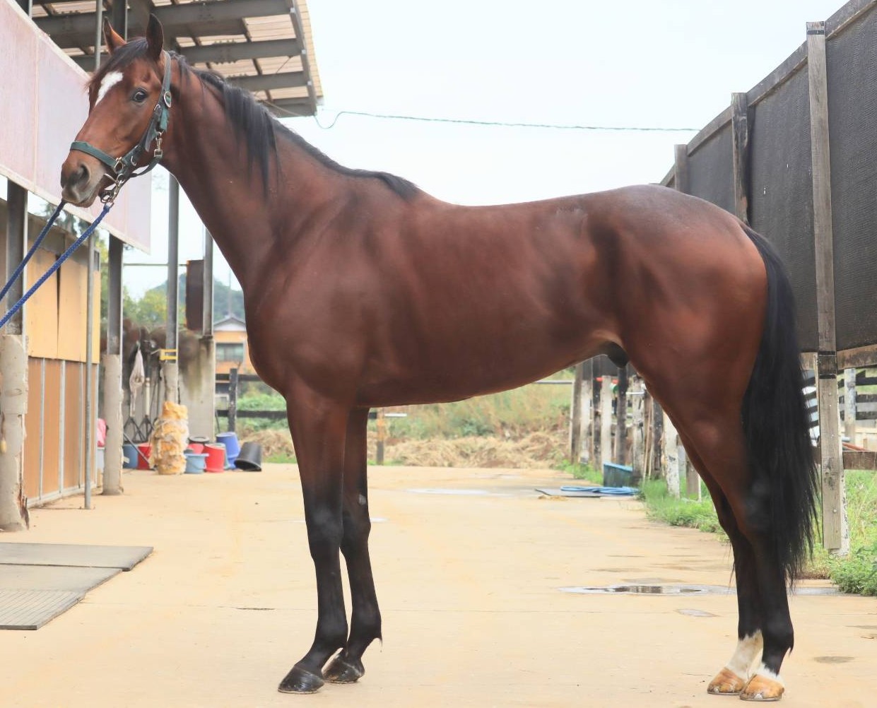 アルバボニートの24　　牡２歳　　※育成馬　育成中の２歳馬_main1