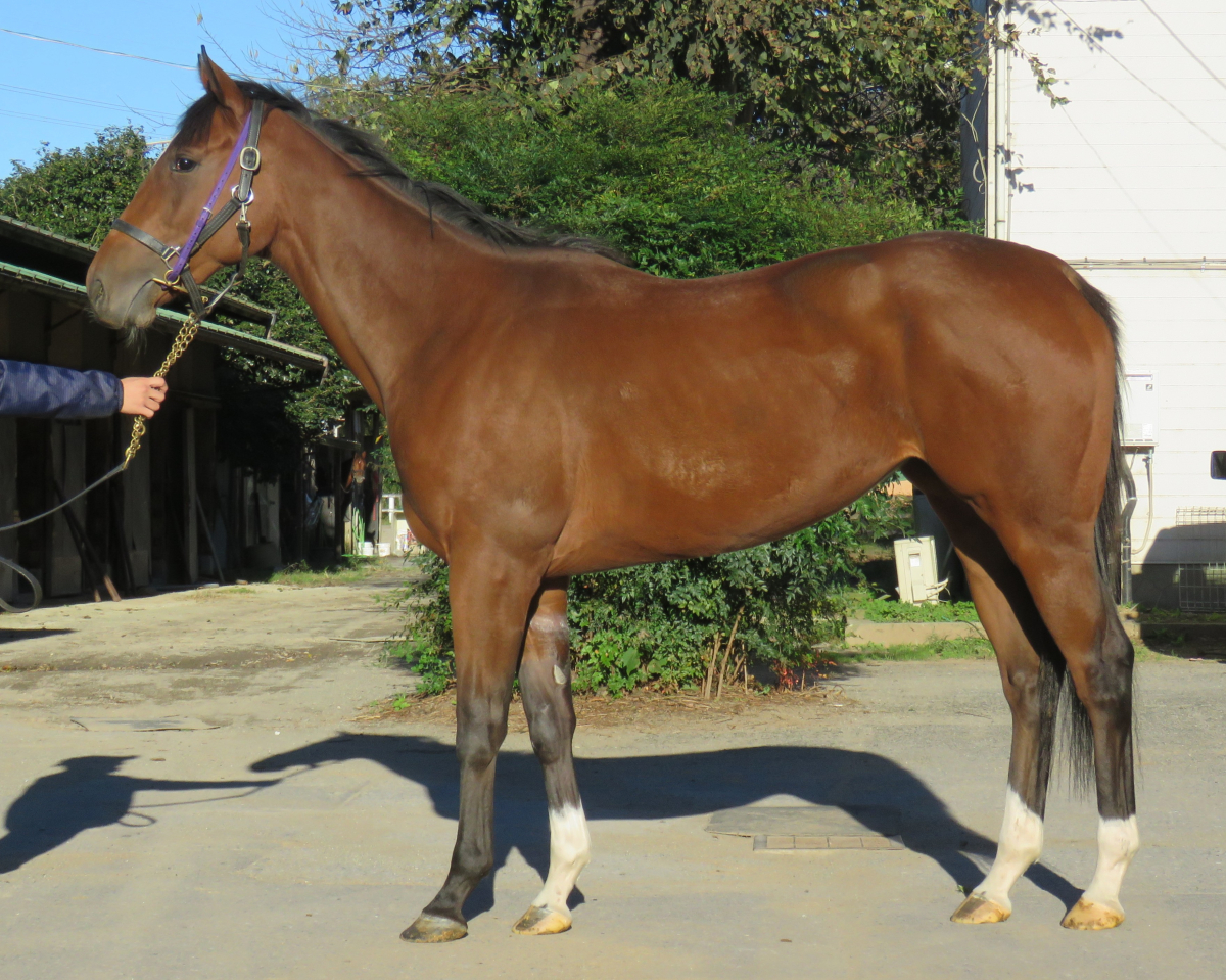 イツマデモマツワ　　牝２歳　　※中央競馬　登録抹消_main1