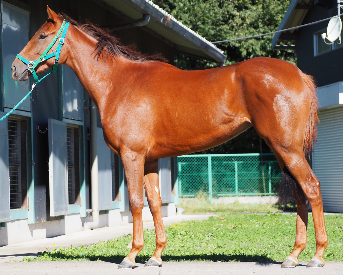 エマルタ　　牝２歳　　※中央競馬　登録抹消_main1