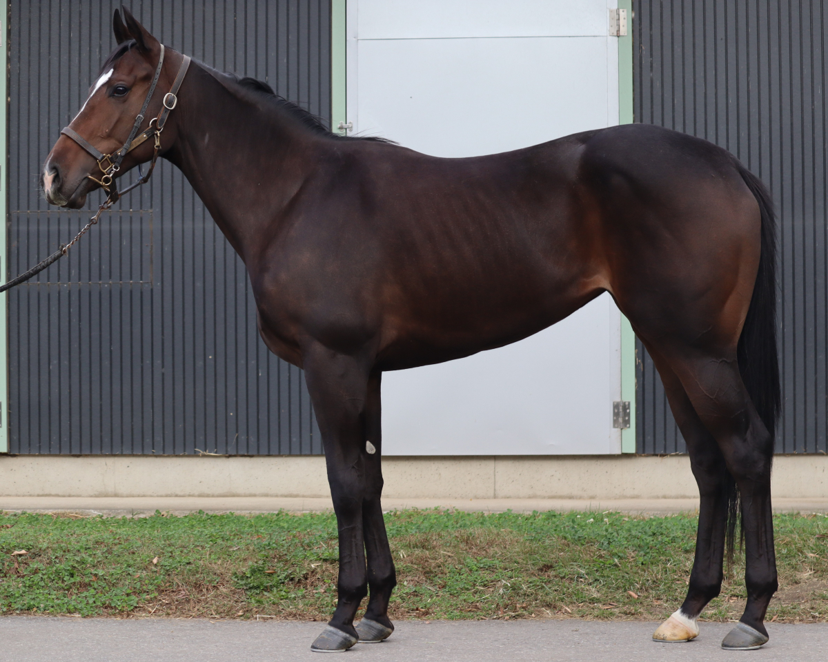 マイサマーガール　　牝２歳　　※中央競馬　登録抹消_main1