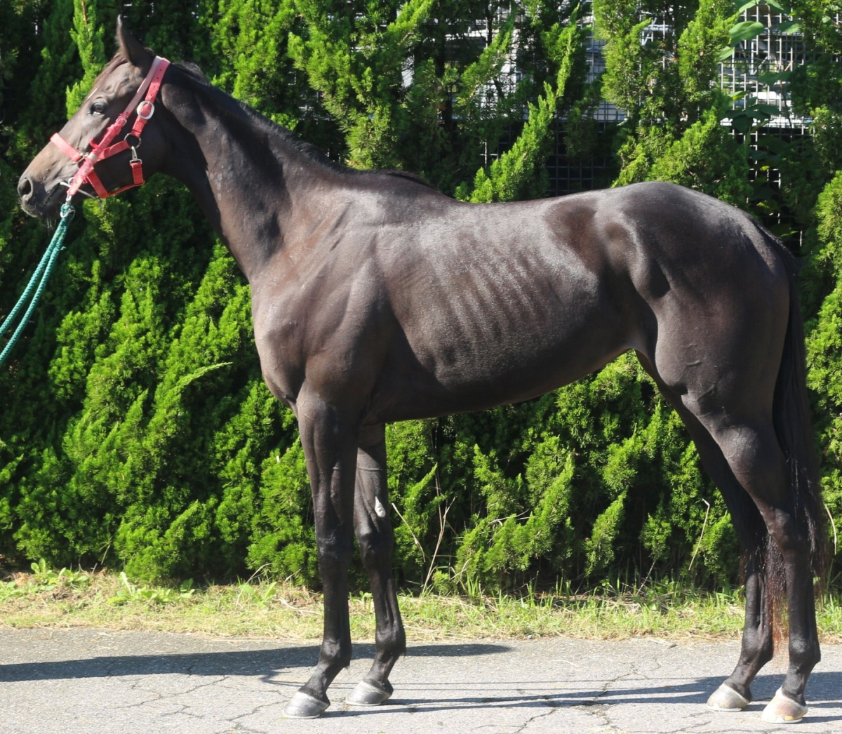 イザベル　　牝２歳　　※中央競馬　登録抹消_main1