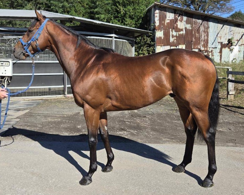 カセノソレイユ　　牡３歳　　※中央競馬　登録抹消_main1