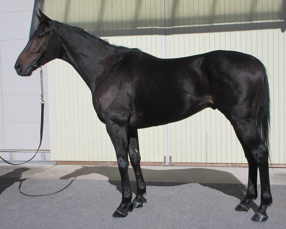 グレゴリオ　　セン４歳　　※中央競馬　登録抹消_main1