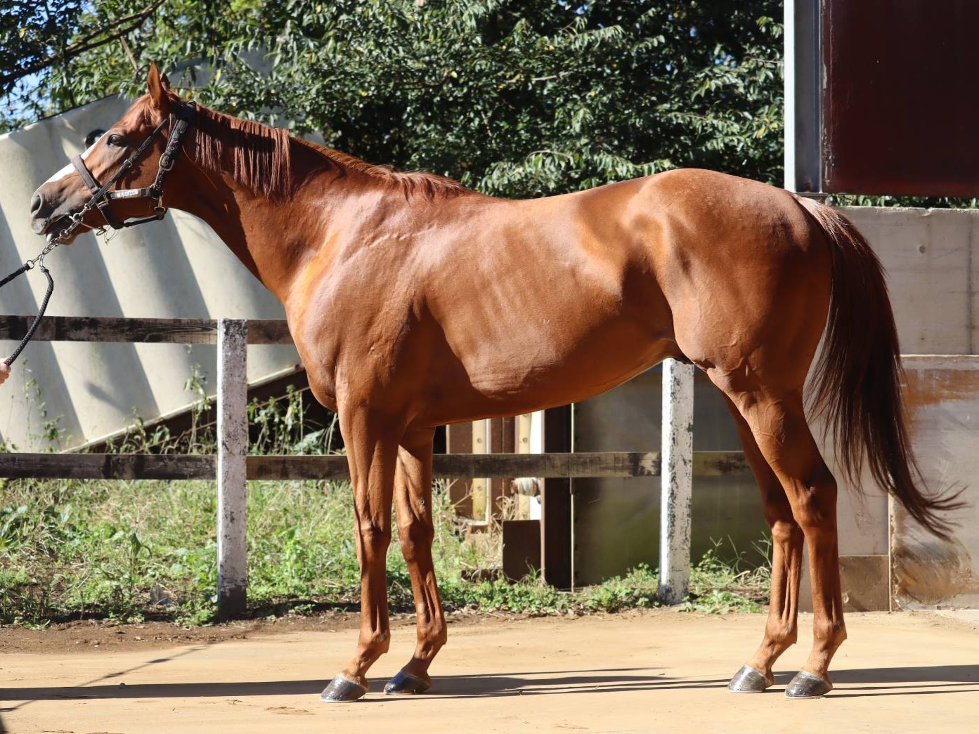 イズルード　　牡４歳　　※中央競馬　登録抹消_main1