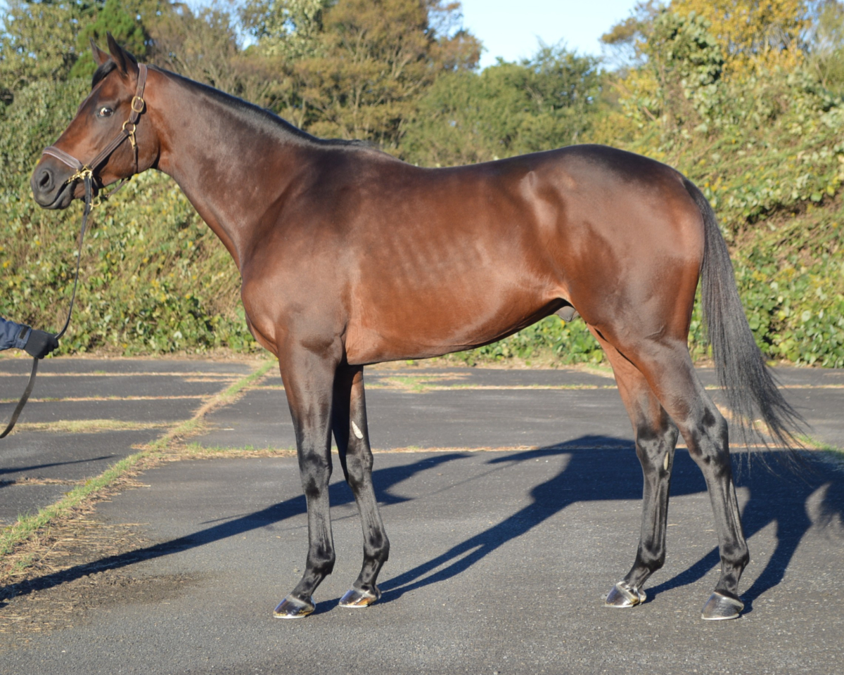 ハルノアラシ　　牡４歳　　※中央競馬　登録抹消_main1