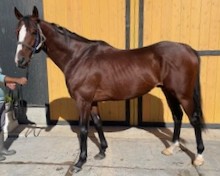 ヒロピアーナ　　牡６歳　　※中央競馬　登録抹消_main1