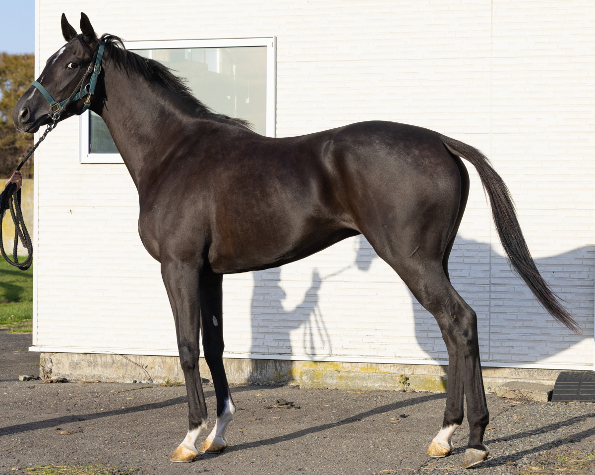 コバシリデス　　牝２歳　　※地方競馬　在籍_main1