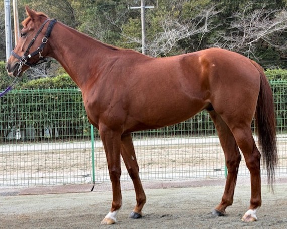 エイシンウィキッド　　牡３歳　　※地方競馬　在籍_main1