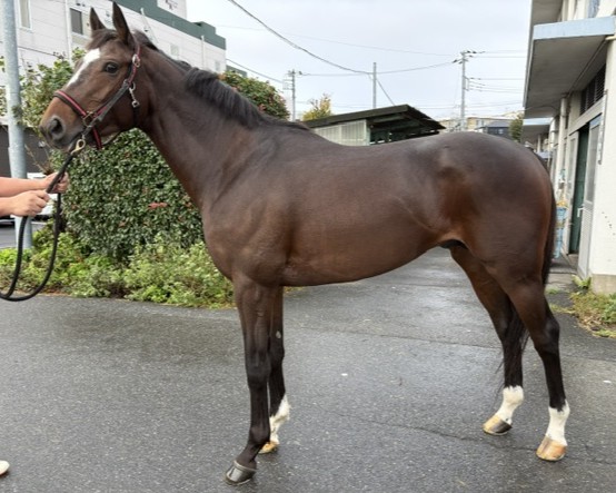 タイトノット　　牡３歳　　※地方競馬　在籍_main1