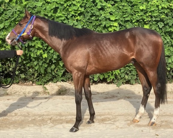 エイシンヴィエント　　牡３歳　　※地方競馬　在籍_main1