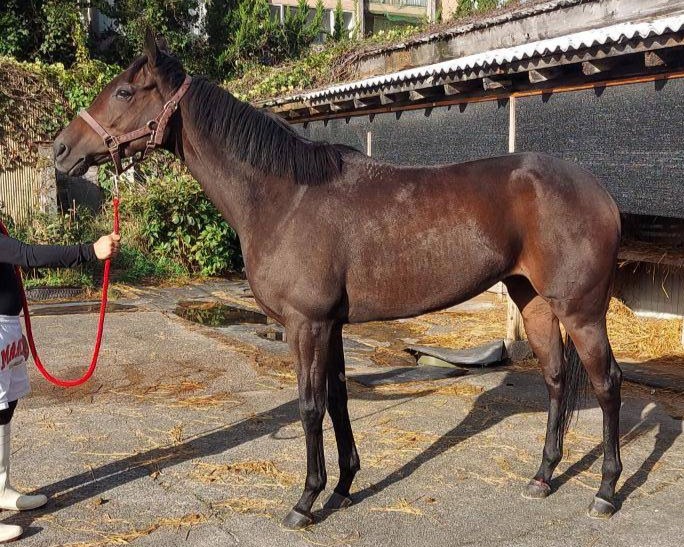エルリオ　　牝３歳　　※地方競馬　在籍_main1