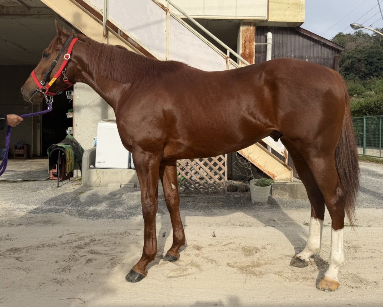 エイシンピサロ　　牡３歳　　※地方競馬　在籍_main1