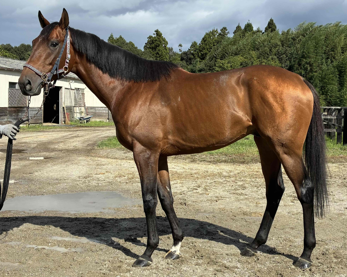 ヴィータレヴィス　　牡４歳　　※地方競馬　在籍_main1