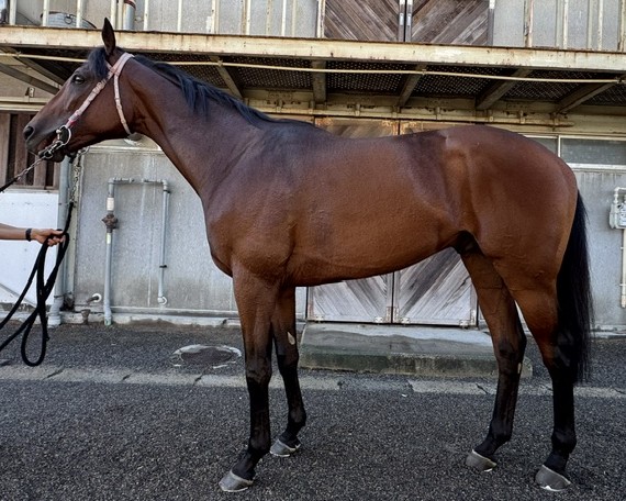 コパノディラン　　牡４歳　　※地方競馬　在籍_main1