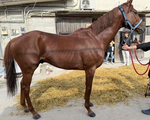 コマゼロワン　　牡５歳　　※地方競馬　在籍_main1