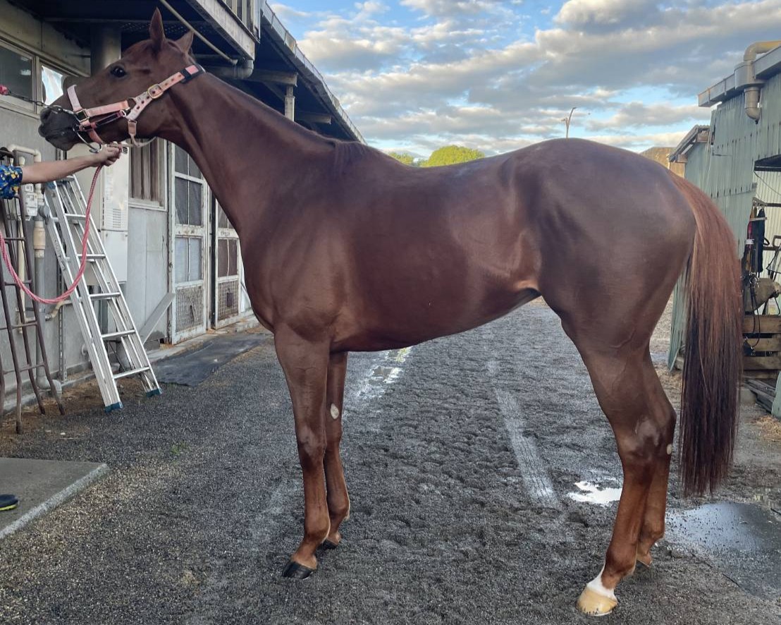 バウブロッサム　　牝５歳　　※地方競馬　在籍_main1