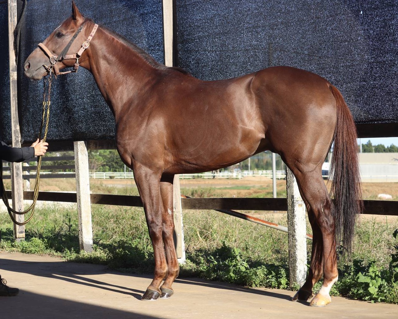 エコロタイタン　　牡７歳　　※地方競馬　在籍_main1