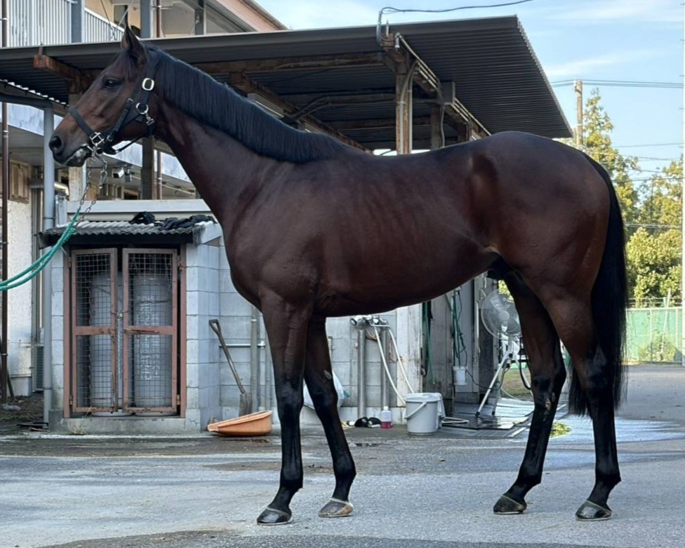 ブルーシンフォニー　　牡８歳　　※地方競馬　在籍_main1