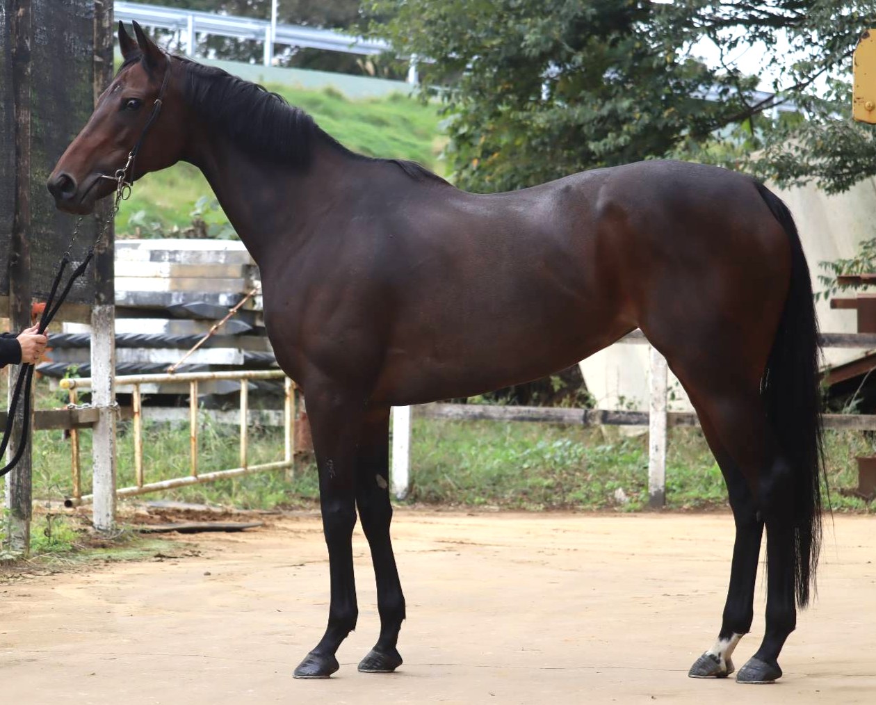 ルージュカエラ　　牝５歳　　※中央競馬　登録抹消_main1