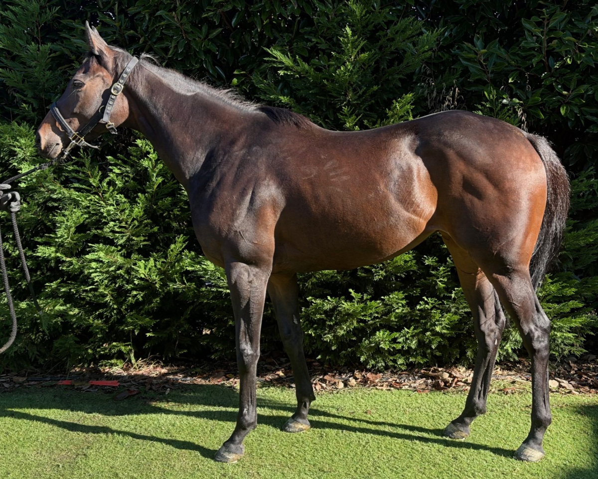 フェルシナ　　牝４歳　　※中央競馬　登録抹消_main1