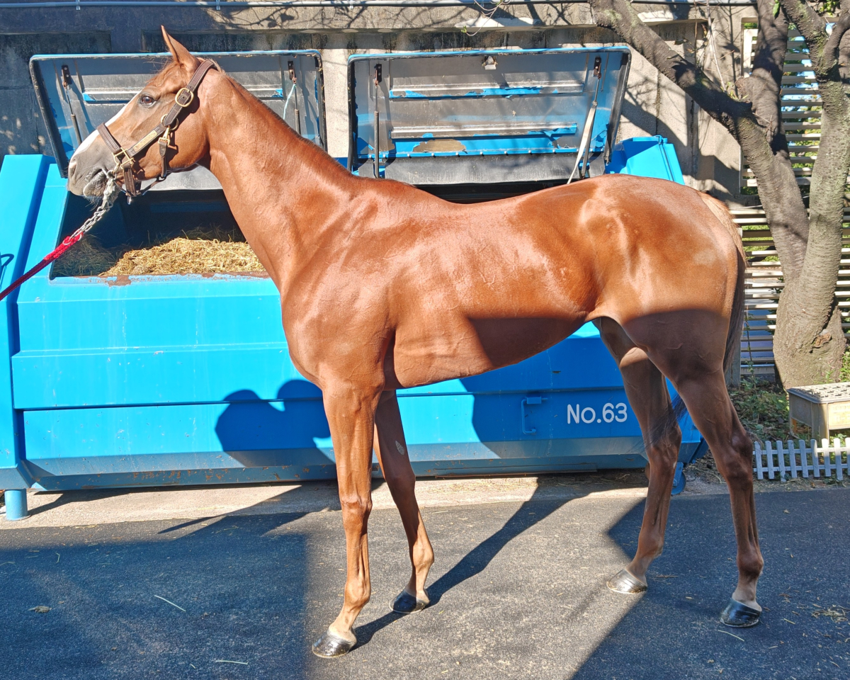 プリメイラ　　牝５歳　　※地方競馬　在籍_main1