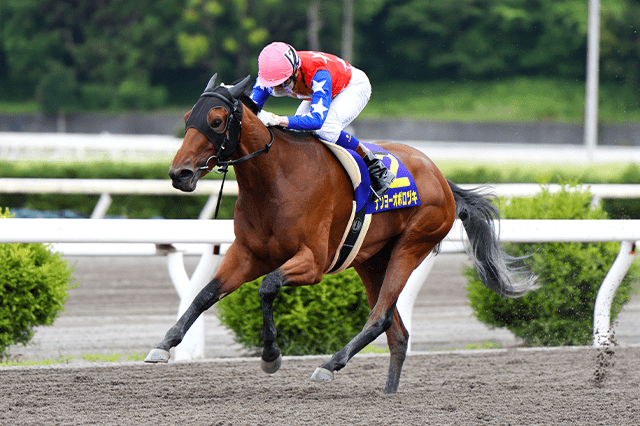 昨年の優勝馬ナンヨーオボロヅキ