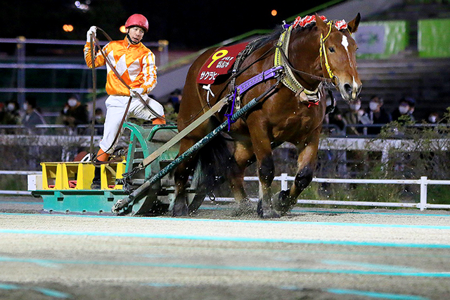 昨年の優勝馬サクラヒメ