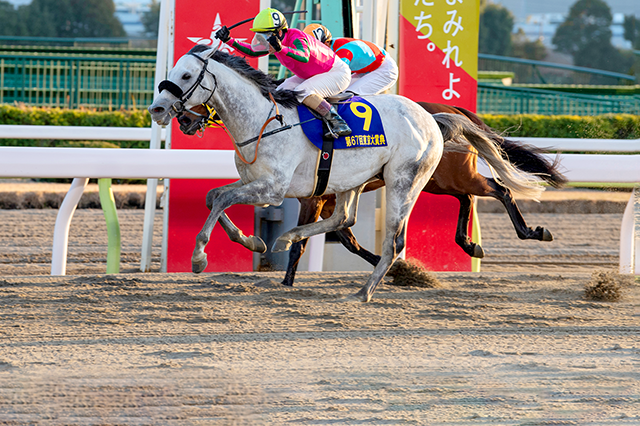 昨年の優勝馬オメガパフューム