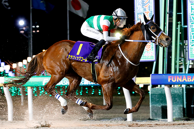 競走馬　THE VICTORY GOLD 1999サラブレッド　未開封 競走馬 THE VICTORY GOLD 1999サラブレッド 未開封 超希少 競走